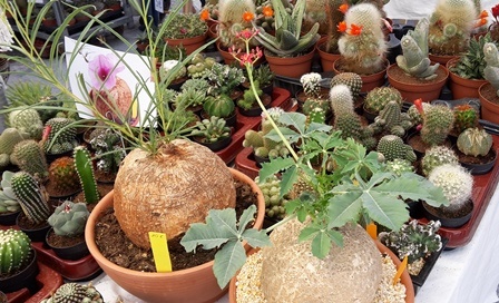 Cactus variados