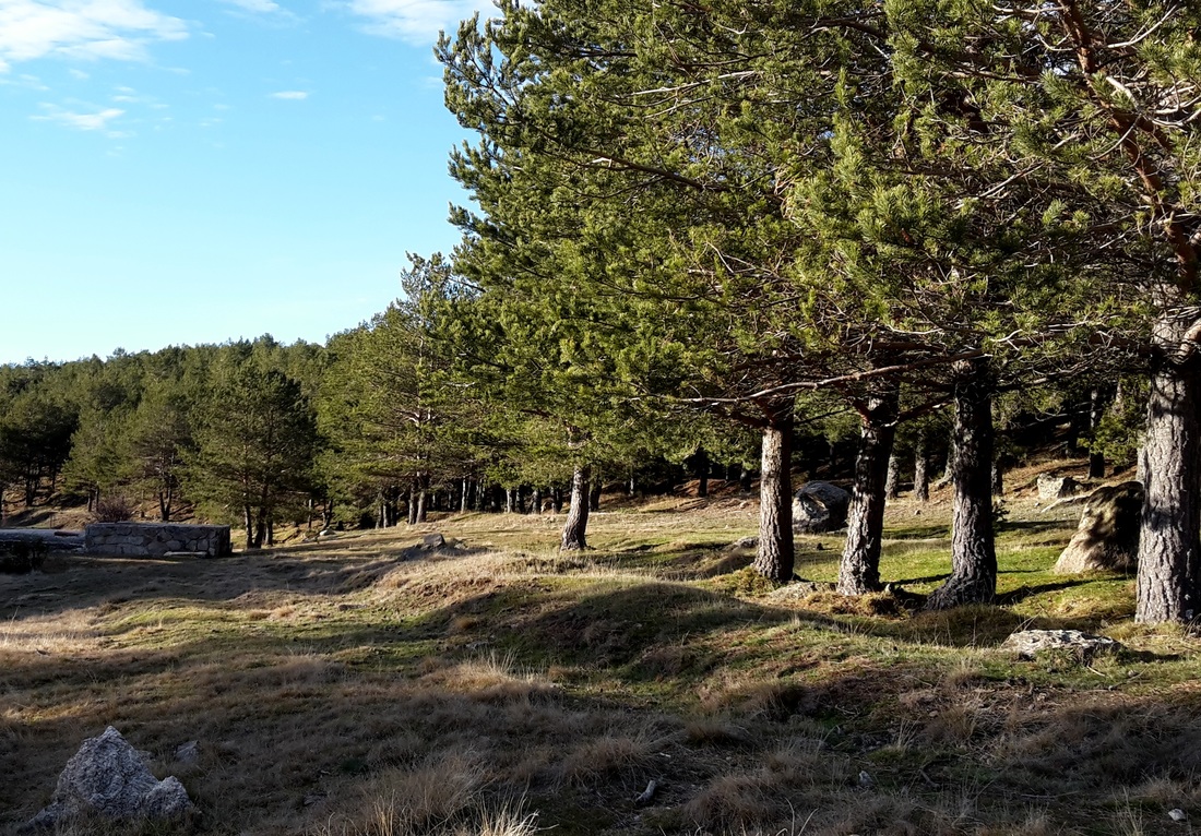 Bosque de Pino en Madrid
