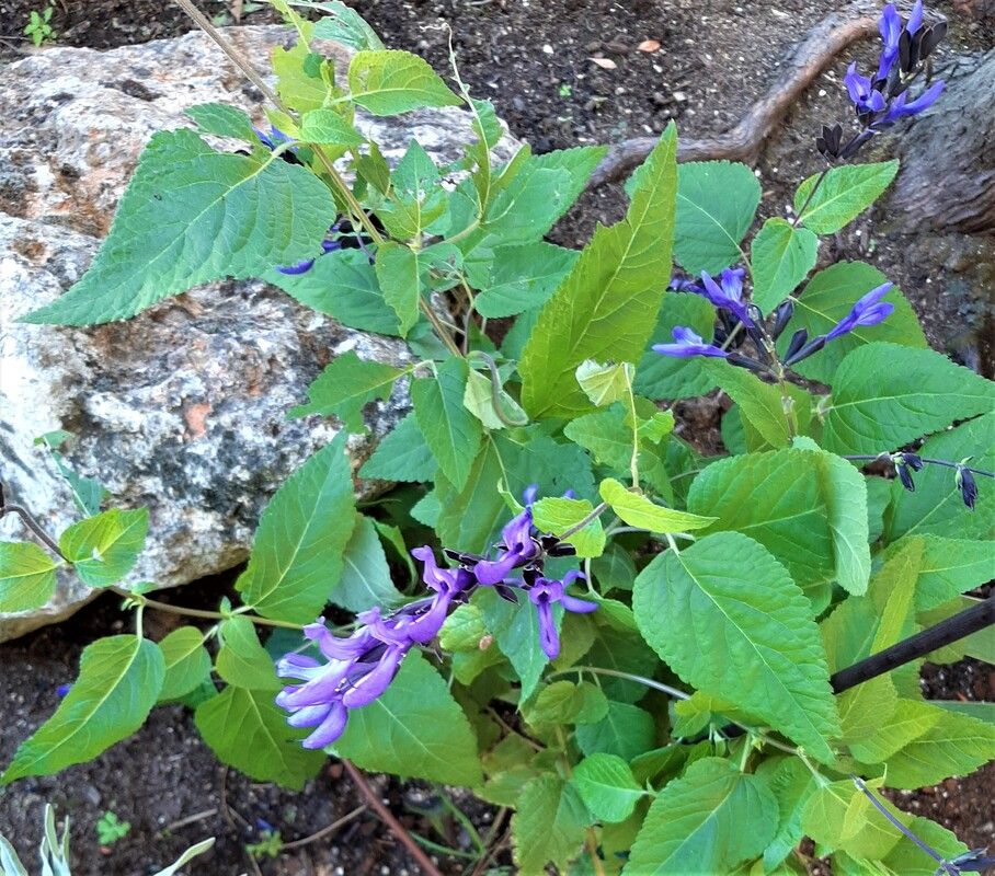 Salvia ornamental